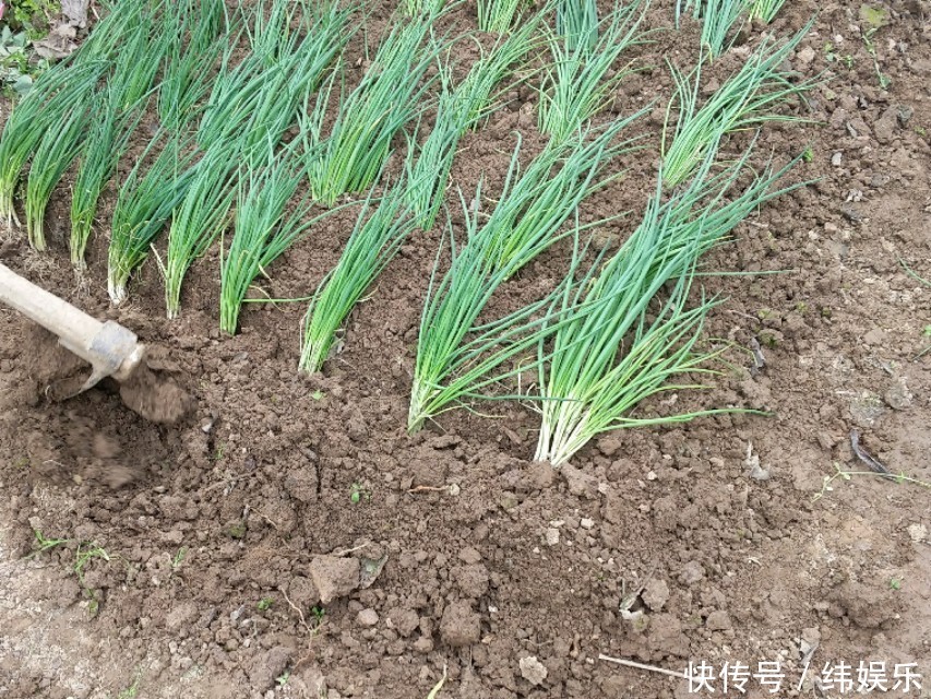 教你几招，种出来的香葱，葱白长长的