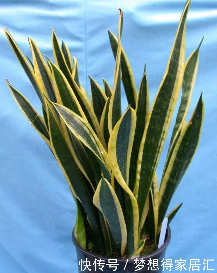 非洲菊|十种容易生长、净化室内空气效果很棒的盆栽绿植,对健康有好处