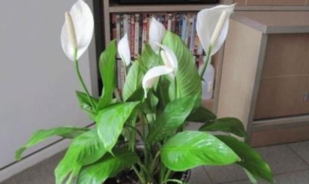 养白掌,做好“四不要”,才能绿油茂盛,开花不停