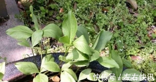 怪草|农村有种怪草,人吃了就想睡,失眠的人把它当成宝