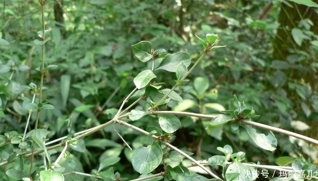 农村路边遍地都是这种植物，竟是中药材，治咽喉炎效果最好！