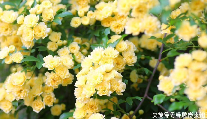 漂亮|最香的“4种花”,好养又漂亮,花香醉人,一养就上瘾