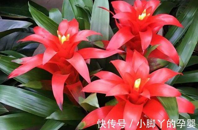 农历九月二十九霜降后，养什么花？以下3种花，三羊开泰富贵吉祥