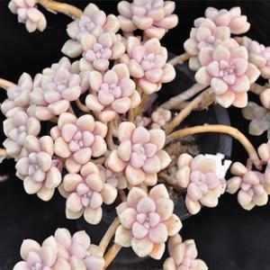 秋丽秋丽|养多肉10年,总结5种便宜好养的多肉,容易出状态,值得拥有