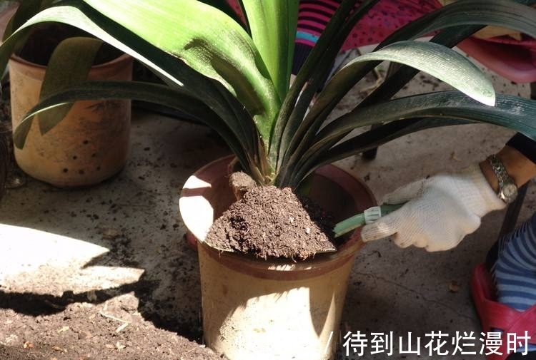 水质|君子兰用什么样的水好?谨记“3浇1不浇”,选对水质,想不旺也难