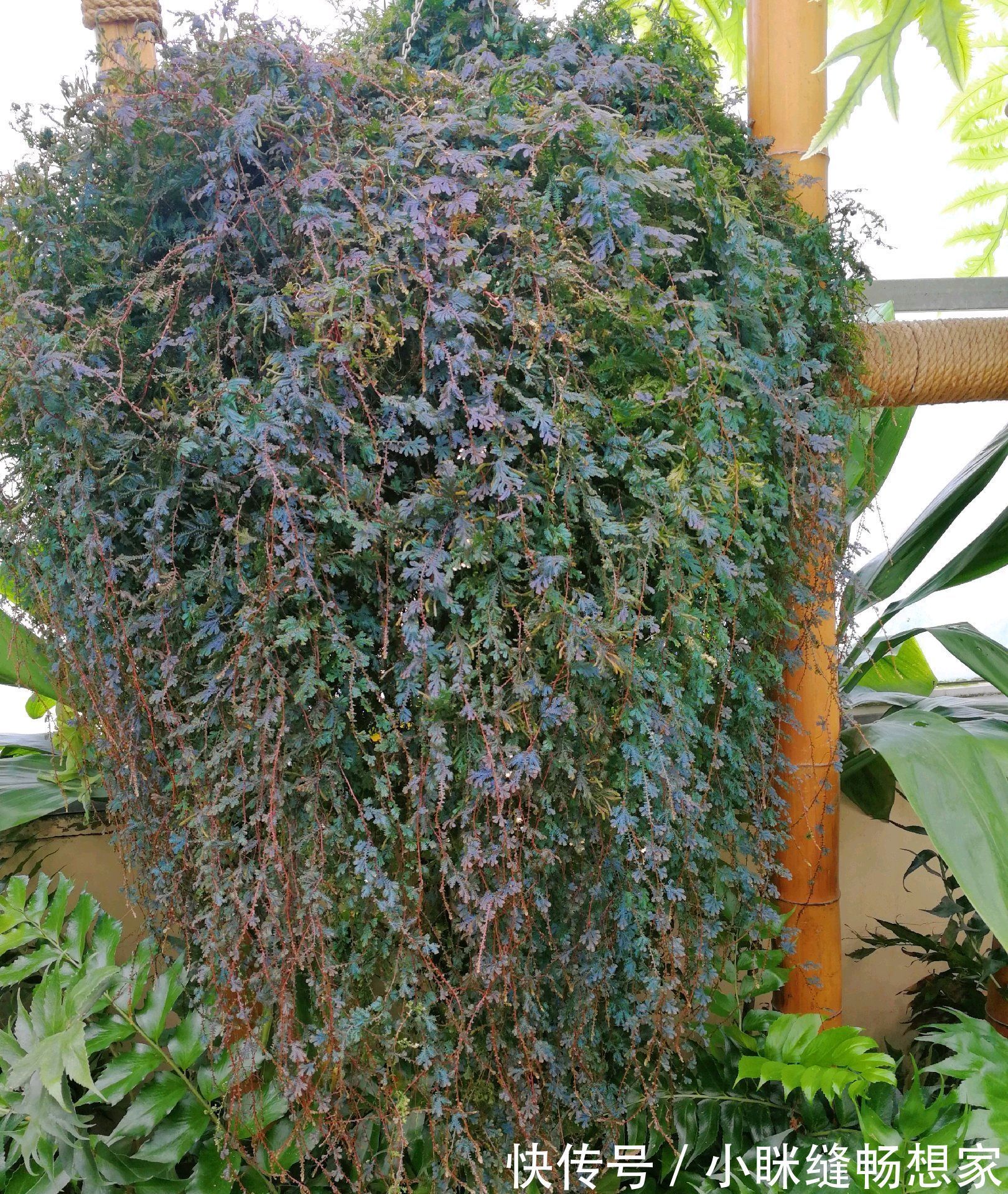 养烦了绿萝吊兰何不养一盆翠云草,喷喷水就能爆盆成瀑布