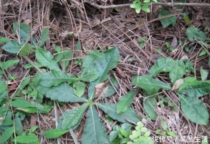 植物|此物俗稱“土人參”,屬極品中藥,農村到處是,卻少有人識,可惜