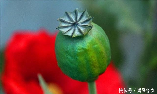 历史的教训:中国茶叶曾远销全球,如今却连1%的市场份额都不到