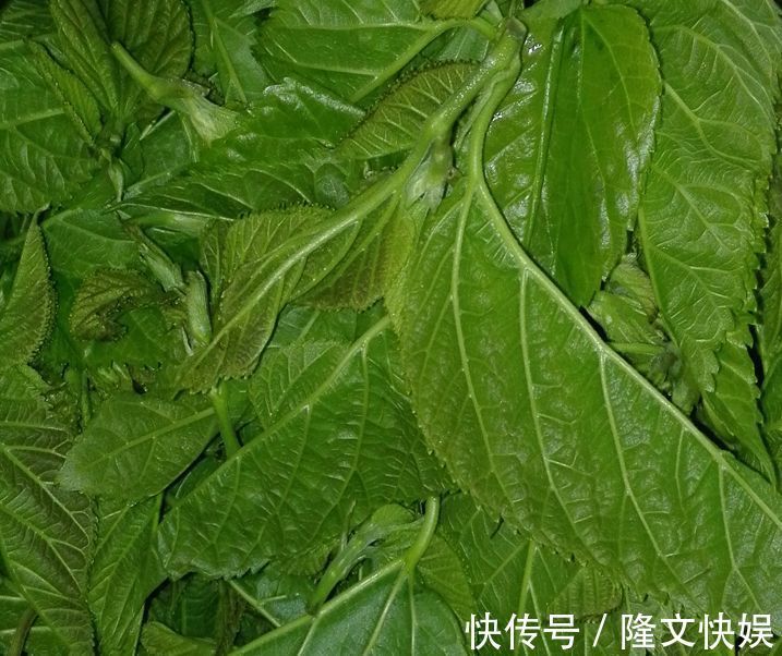 一树叶7成人没吃过，美味可口，清热解毒，肠道通畅了，越吃越瘦