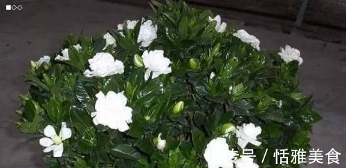 酸性|这种酸性水,半月给花喝一勺,之子、茉莉开不停,香味瓢满屋