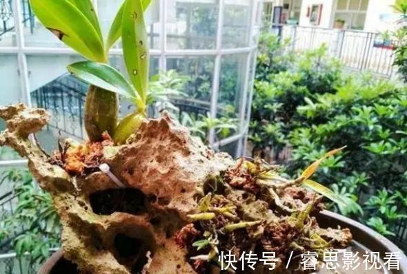 切割|原来石头、空酒瓶养花，不是“凑合”，而是“创意”啊！