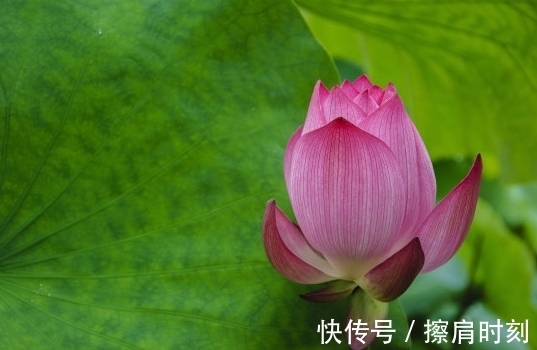 8月20日开始，吉星照耀，4属相桃花灿烂，生活如鱼得水