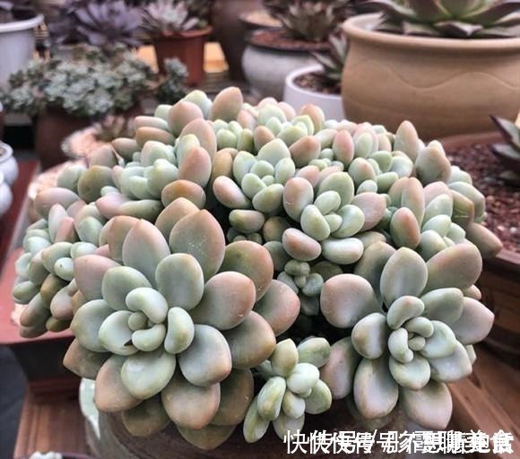 光照|家庭养多肉，掌握这7点，就没有养不好的多肉植物！
