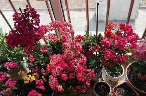  农村|农村没人要的稻壳是养花神器，抓一把撒盆里，花开爆成大花球