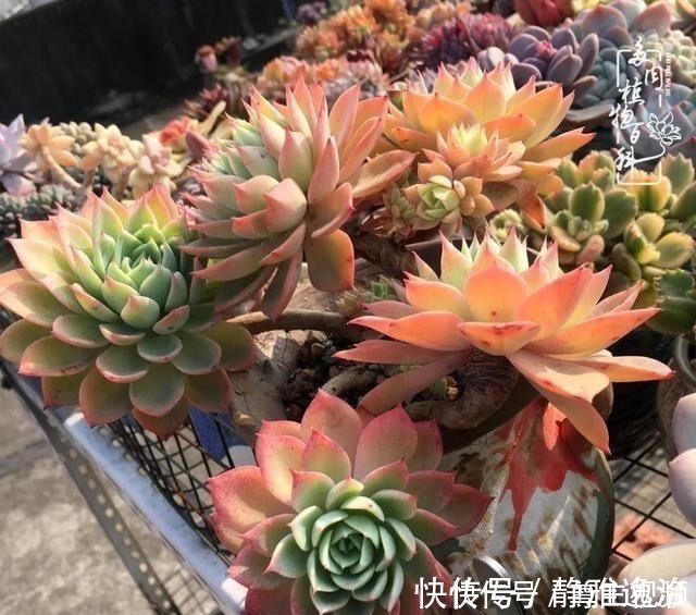 静夜|养多肉三年多,初见惊鸿!累并快乐着!养多肉三年多,初见惊鸿!累并快乐着!