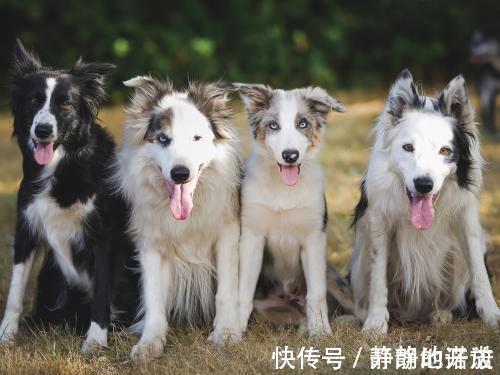 下联#千古绝对! 上联 四条癫狗一齐吠, 下联经典到爆!