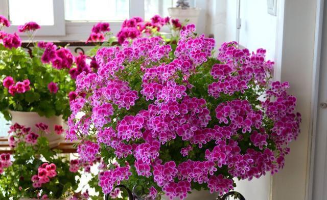 “飞速”生长的5种花，适合“急性子”，半年打造阳台花园