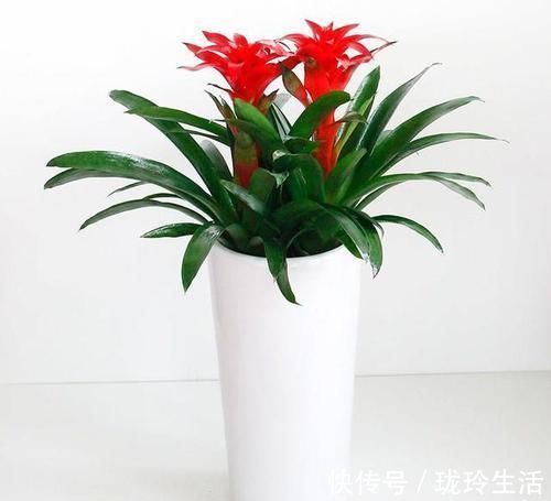 养护|过新年，养此7种富贵花，开花红红火火，好运滚滚来