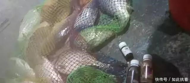 钓鱼|秋钓草边“三钓”、“三不钓”,用好了总有一次要爆护!