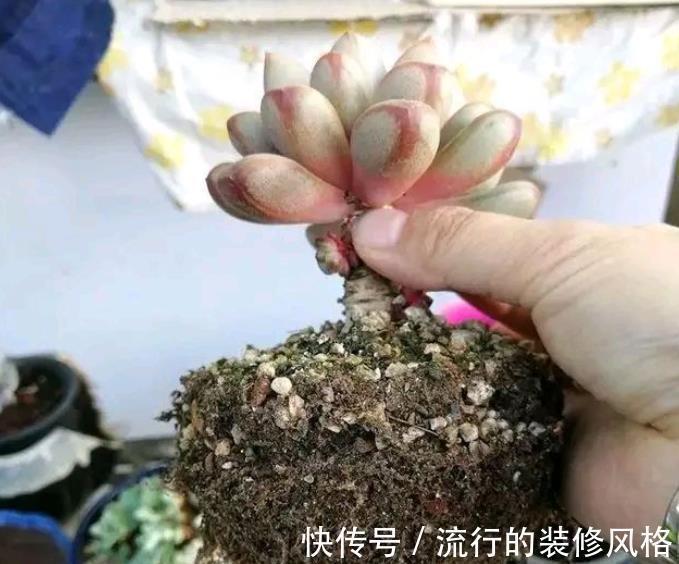 秋天给多肉换盆,做好3件事,轻松服盆长势好,叶片硬朗上色美