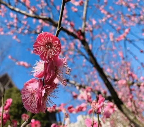 杭州年味寻不停③丨皋亭山：赏梅寻“牛”还有免费游船