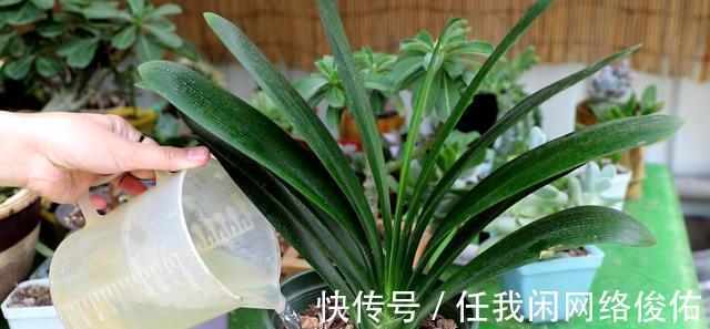 君子兰达到开花条件,总是不开花怎么办教你如何解决