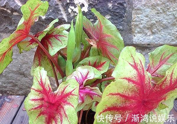 栀子花|这5盆花养在家里,活氧杀菌,都是活生生的空气净化器