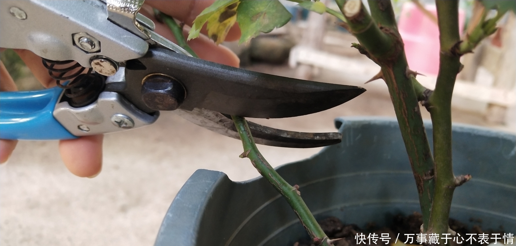 给月季修剪,严格按照四步走,尤其是第三点不能漏