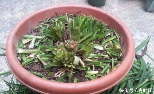 养花不要太勤快,这些花越懒的人养越爆盆!