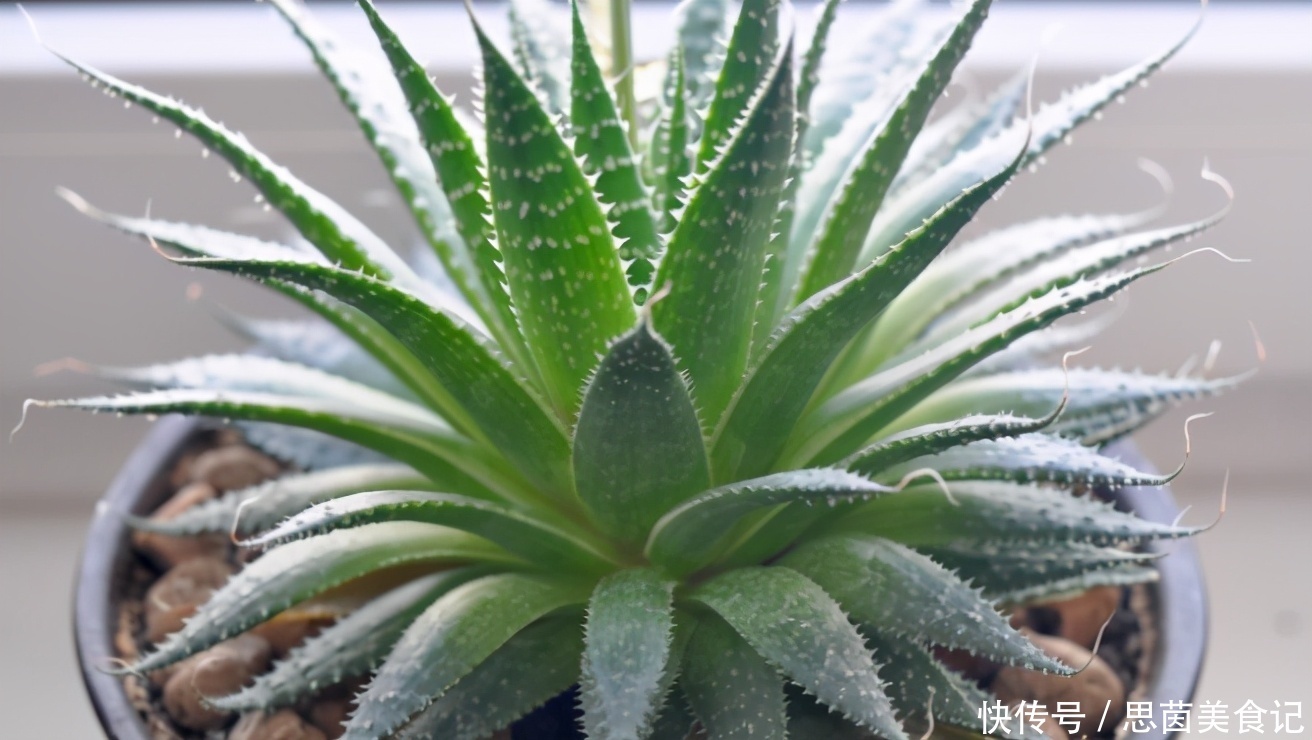 薄荷|这3款植物既能赏又能吃，盆栽养眼、养身！