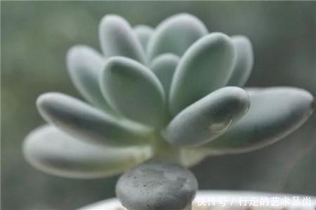 多肉十大美人,太阳一晒脸就红,胖成球的最好看!