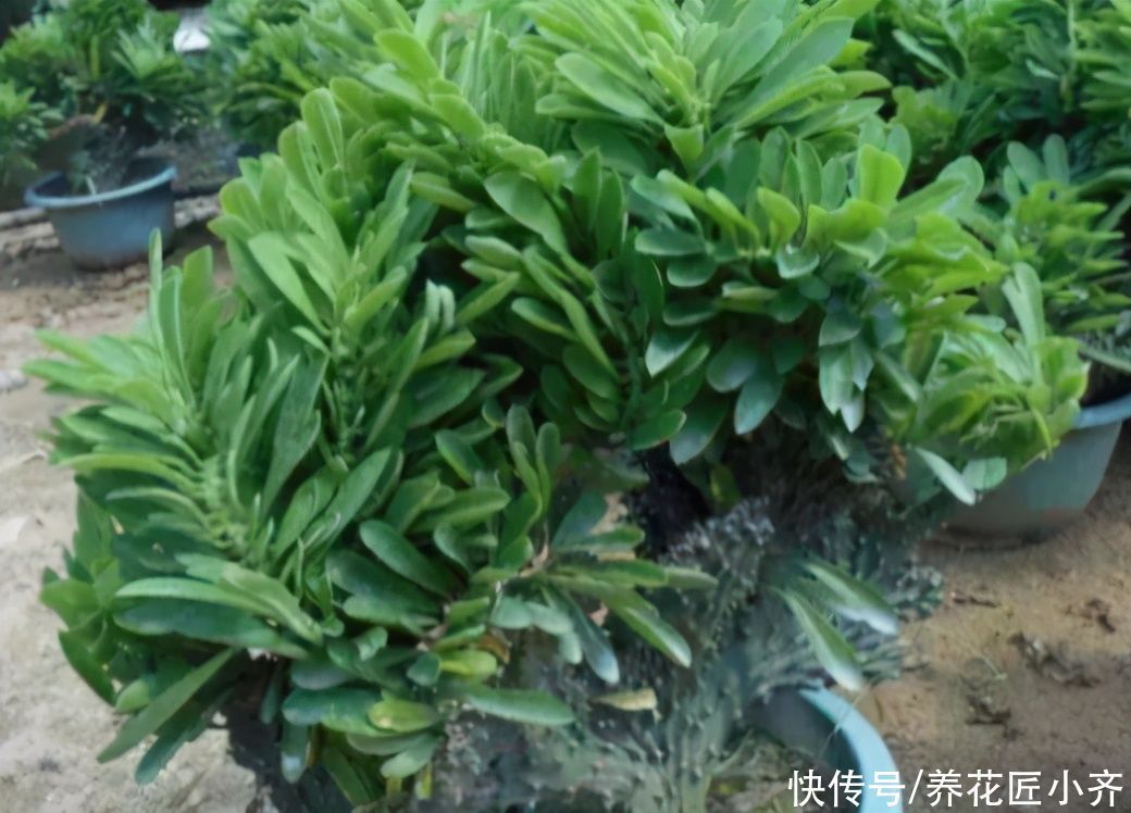 大戟科|两种长得像“山峰”的盆景植物，不要再认错了，不然让人笑话