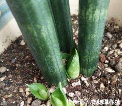 盆底|这东西泡水就是“天然生根剂”,埋在盆里也管用,根系越养越粗壮