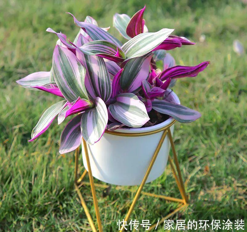 吊兰|诗情画意的网红鸭跖草,油画吊兰这么养护,叶片清丽脱俗如画卷