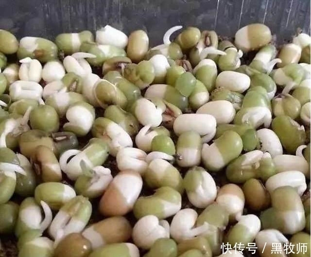 豆芽|豆芽不用买,一个塑料瓶+一把绿豆,够全家吃好几天