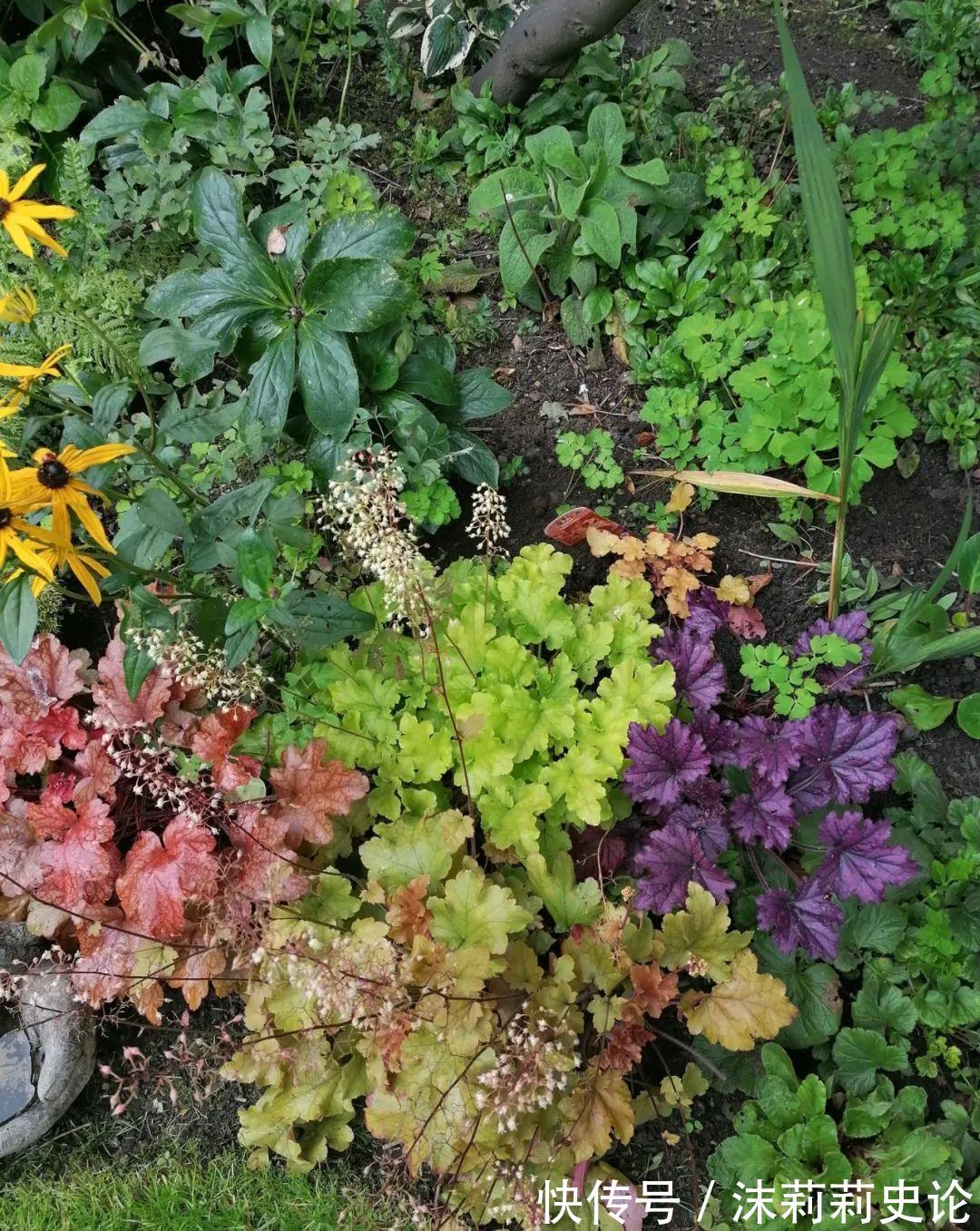 雨雪天冻不死的8种花,越冷越开花,冬天养一盆,喜庆又漂亮