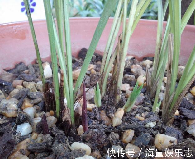 施肥|秋季兰花怎么养发芽快严格把控4个方面，新芽蹭蹭冒，花开爆盆