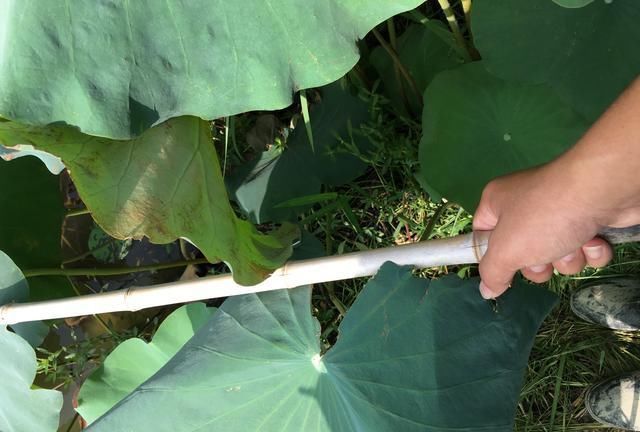 童年回忆杀中的10类鱼,你钓过几种?这3种鱼真的是遗憾!