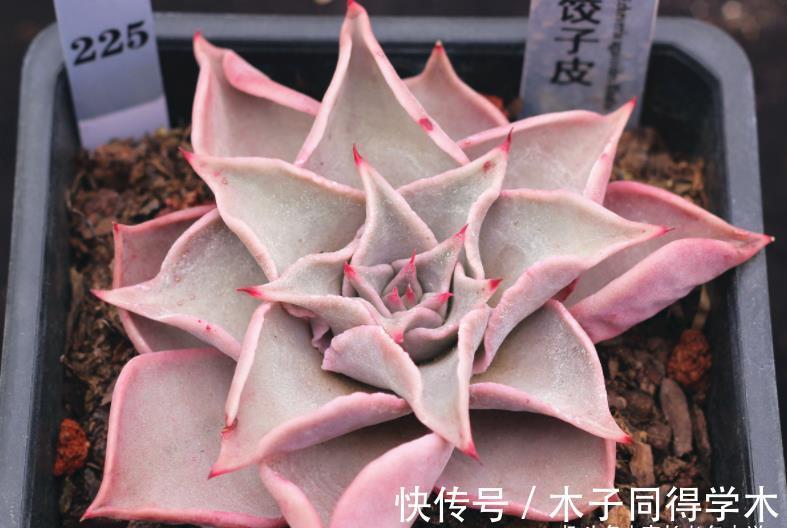 肉友|养多肉想要做到以“肉”养“肉”?以前还可以,现在基本上很难了