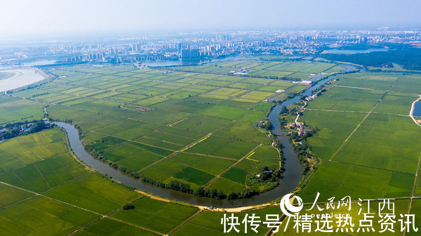 共青城|江西共青城：庄稼茂盛 水渠蜿蜒