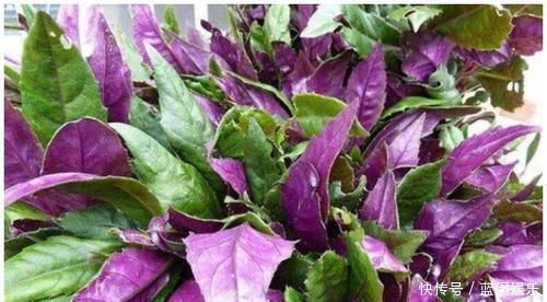 野生植物|乡下一种野草，人称观音菜，价值珍贵，营养丰富，药用价值高