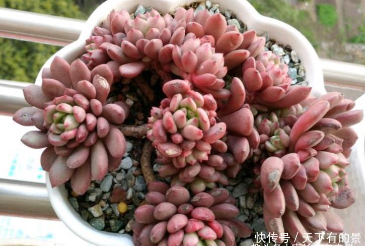 肉友|红宝石一直长花箭是咋回事?甭理它,它就是多肉植物中的“骡子”