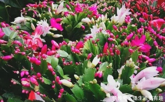蟹爪兰长满大花苞可不是好事,缺了这一步,一朵也开不了!