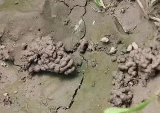 养好虎皮兰,一天一点“黑渣”不能少,新芽一钻就10个,盆盆爆