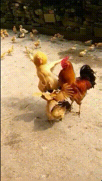 |搞笑GIF:大哥,你这许了什么愿啊,需要上这么粗的香火