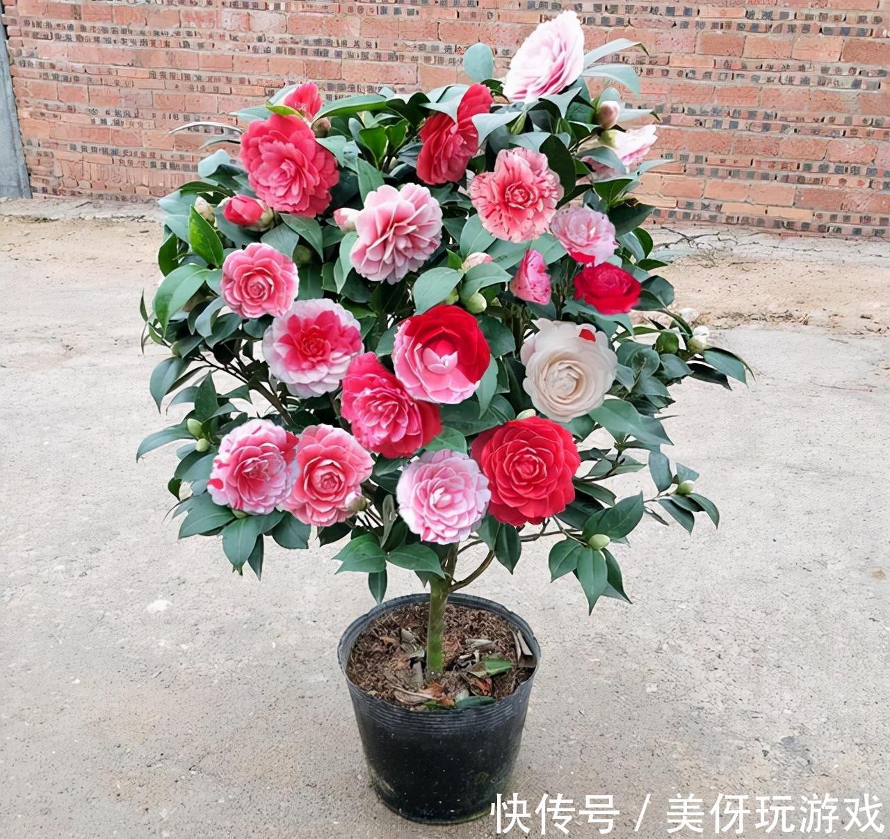 七种“富贵花”,适合冬天养,寓意吉祥又大气,关键还喜庆