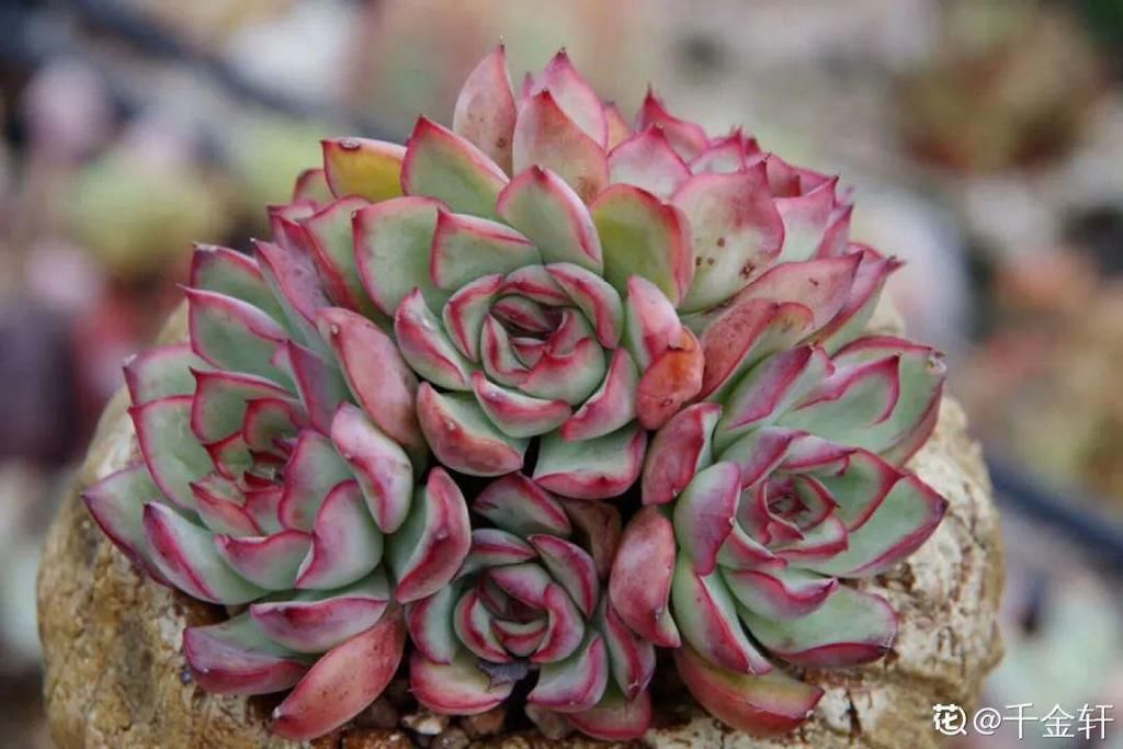 多肉这个小妖精，养好了太精致，种在花盆里都能勾引人