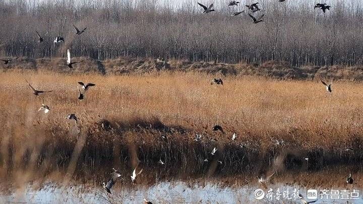 大沽河|青岛大沽河湿地公园数百野鸭齐飞