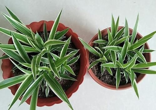 不太会养花，想养吊兰，家里没有肥料，可以不施肥吗？