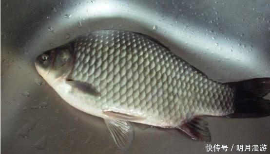 火温|把一大瓶雪碧倒入鱼盆中,不到2分钟,鲫鱼的反应让人想不到
